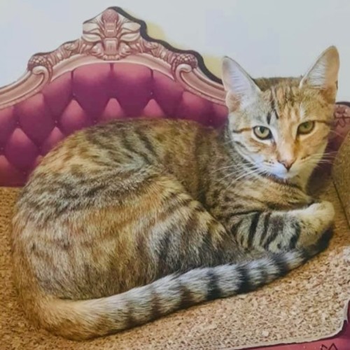 No photo for Mitsuri