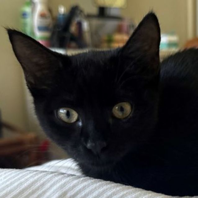 Photo of Midnight