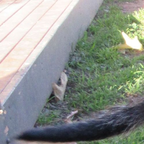 Gigi *On Trial in Her New Home*