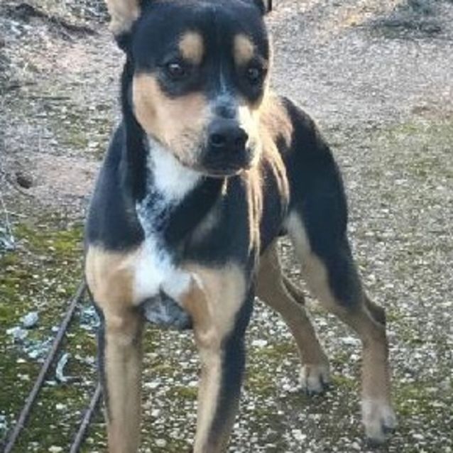 Photo of Dusty **Adopted**