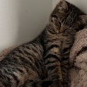 Photo of Cleo