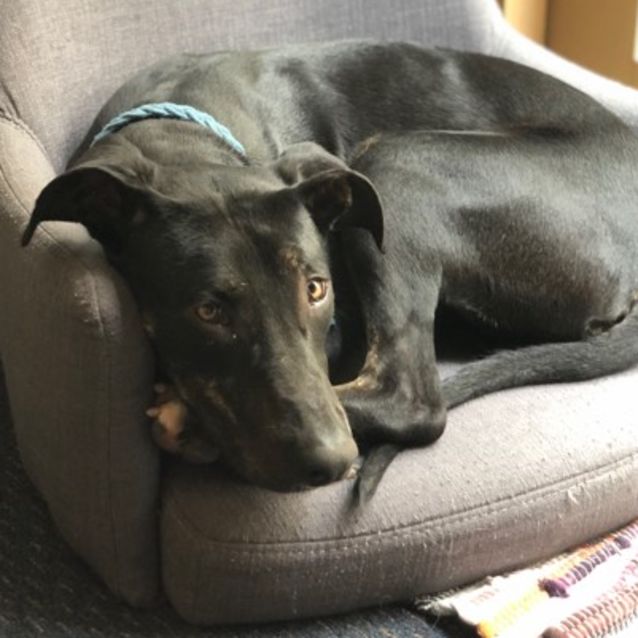 Photo of Rumba   Adoption Pending