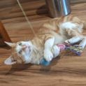 Photo of Mr Ginger