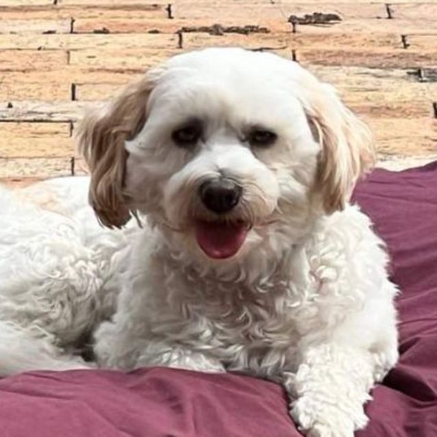 Photo of Tommy 🐶❤️