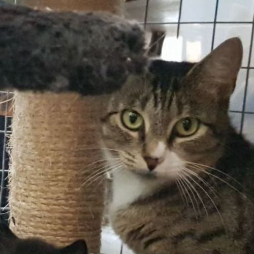Xena **2nd Chance Cat Rescue**