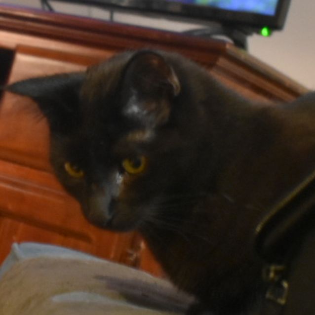 Photo of Moss