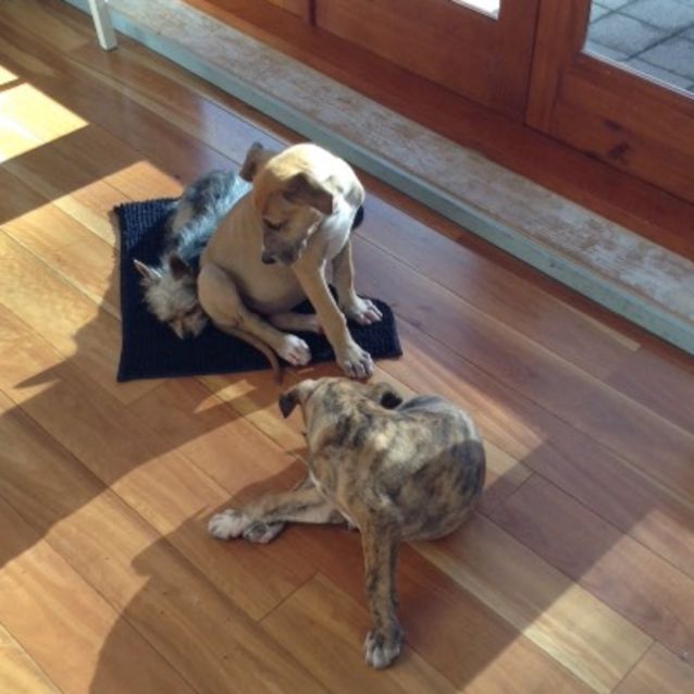 Photo of Olive (On Adoption Trial)