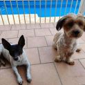 Photo of Tikka & Tigra