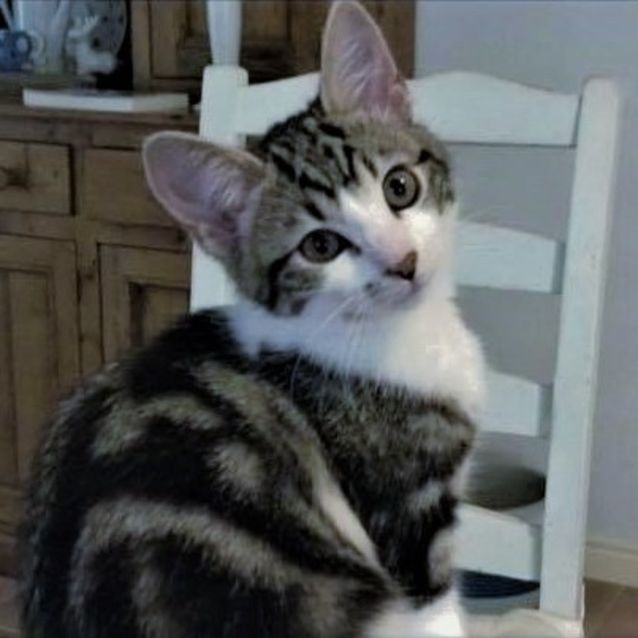 Photo of Milka ^^Dandy Cat Rescue^^