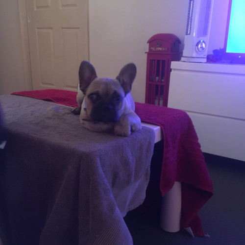 Frankie 