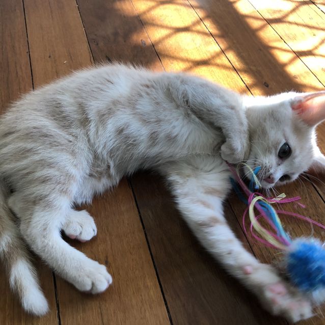 Photo of Strawberry