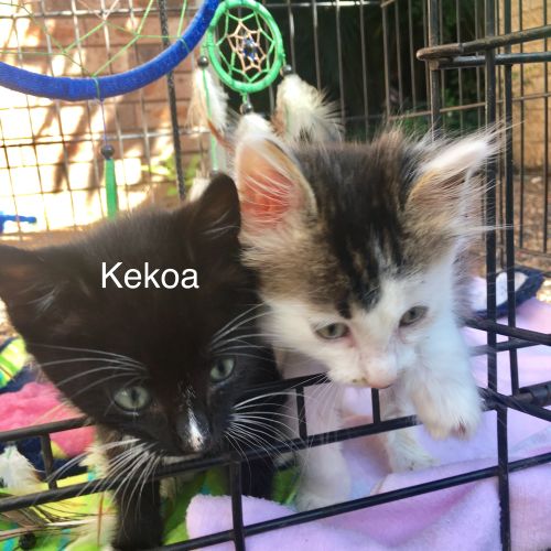 Kekoa