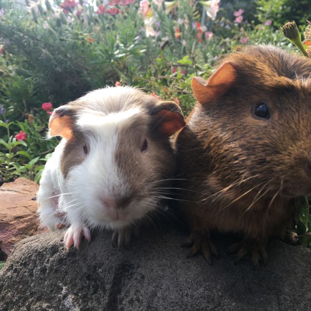 Photo of Salt & May 