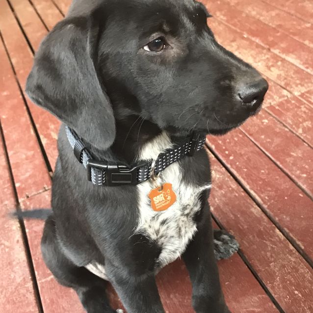 Photo of Jett   Not Taking Any Further Applications