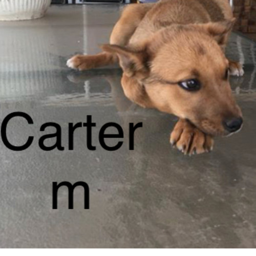 Carter