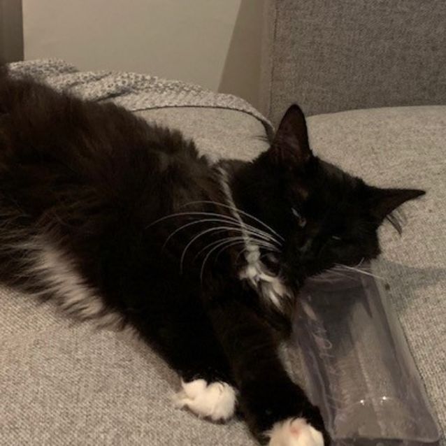 Photo of Kitty Purry   Located In St Kilda