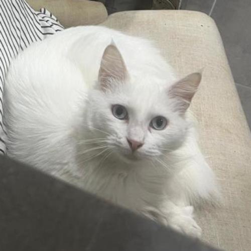 No photo for Pearl ⚪