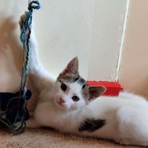 Benson ^Dandy Cat Rescue^