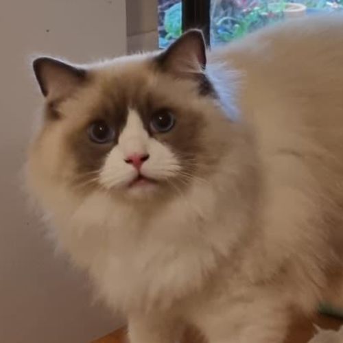Ollie