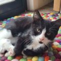 Photo of Cyborg ** 2nd Chance Cat Rescue**