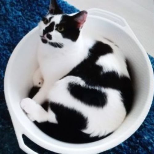 Christine (Assisted Rehome)💓😻