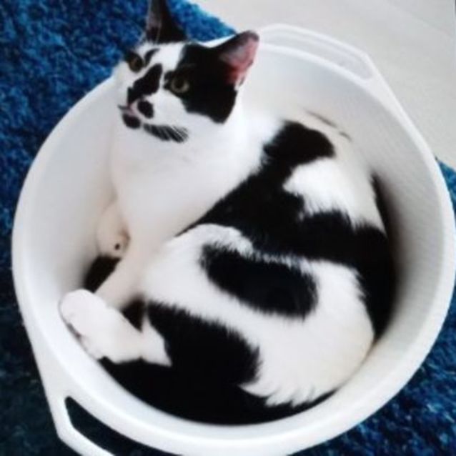 Photo of Christine (Assisted Rehome)💓😻