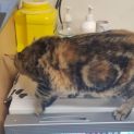 Photo of Dulcie