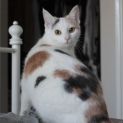 Photo of Roxy