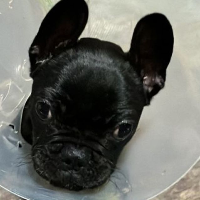 Photo of Dottie 