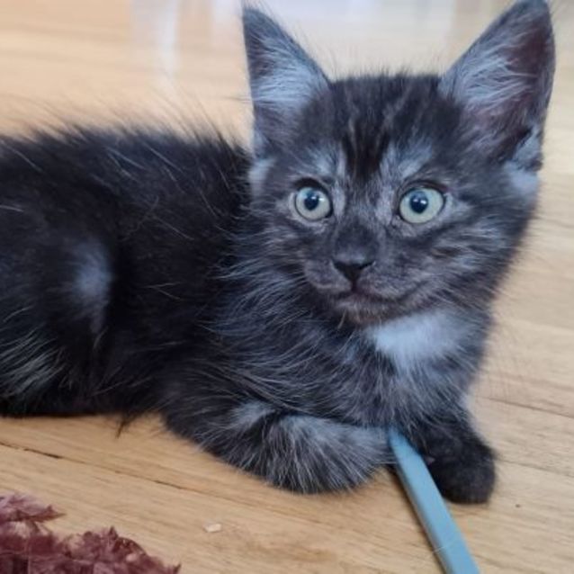 Photo of Lucian ^Dandy Cat Rescue^