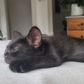 Photo of Raven ** 2nd Chance Cat Rescue**