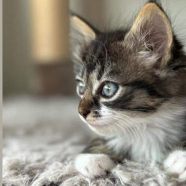 Photo of ❤️ Pepper ❤️