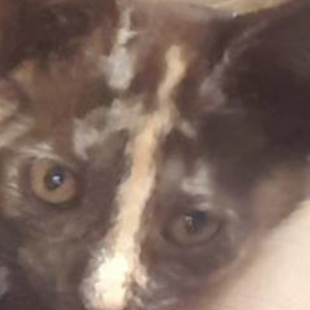 Photo of Deeanne **2nd Chance Cat Rescue**