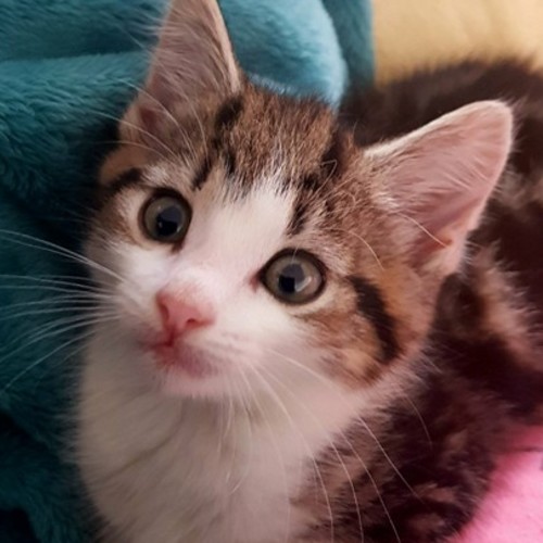 Rosy - Meet me at Pets Domain Corio this Sunday!!!