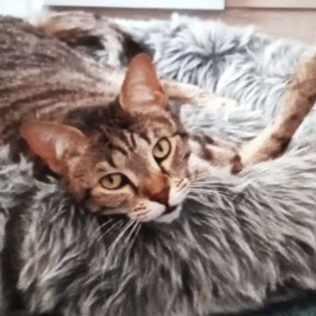 Photo of Tabatha 🐈 (Assisted Rehome)