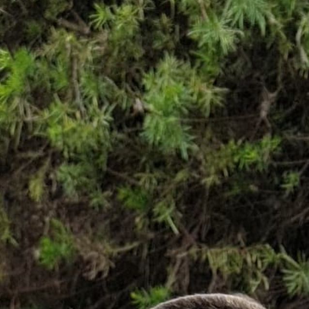 Photo of **On Trial** Pippa