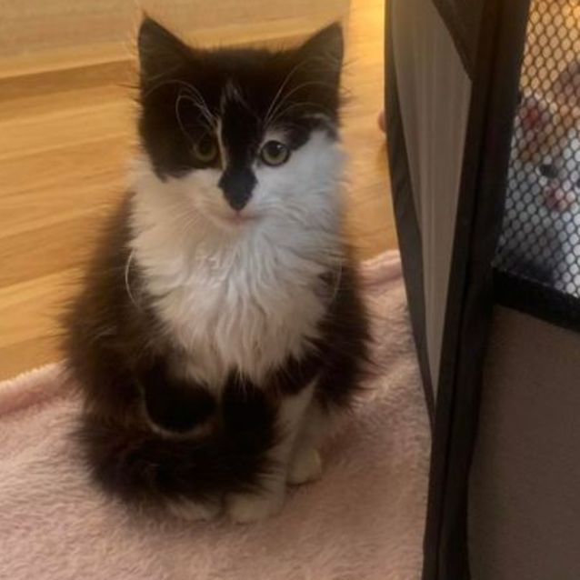 Photo of Gnocchi   Located In Kew