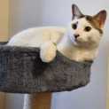 Photo of Snowy