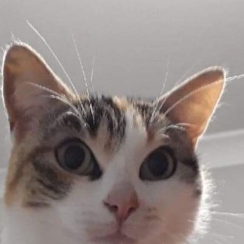 Angel