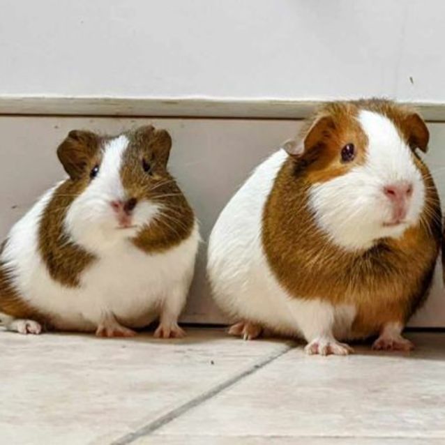 Photo of Fabulous Four (Located In St Kilda)