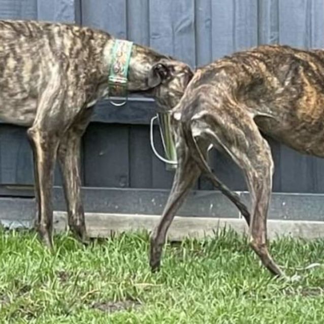 Photo of Brazilianite 