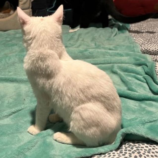 Photo of Lucky *9 Lives Project Rescue*