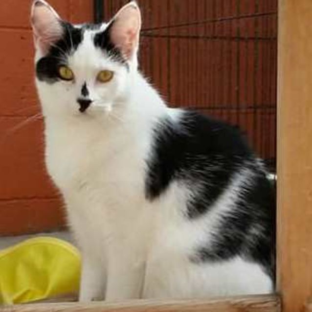 Photo of Frankie **2nd Chance Cat Rescue**