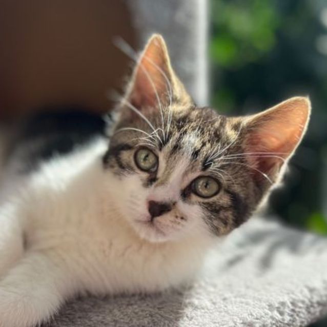 Photo of 🍪 Biscuit 🍪