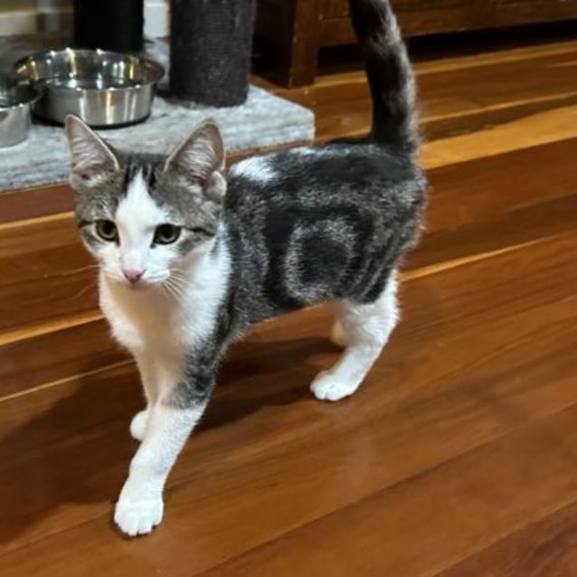 Photo of Incy **2nd Chance Cat Rescue**