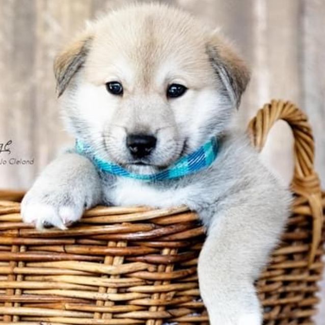 Photo of Ajay