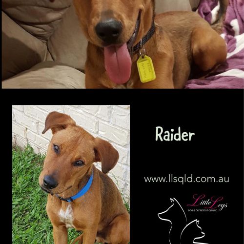 Raidar