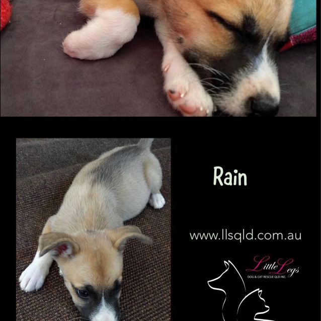 Photo of Rain