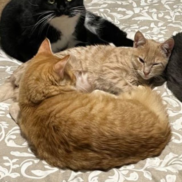 Photo of Rusty *9 Lives Project Rescue*