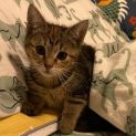 Photo of Tigress